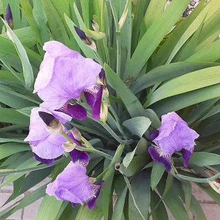 Bíbic A Kapolnasnyek