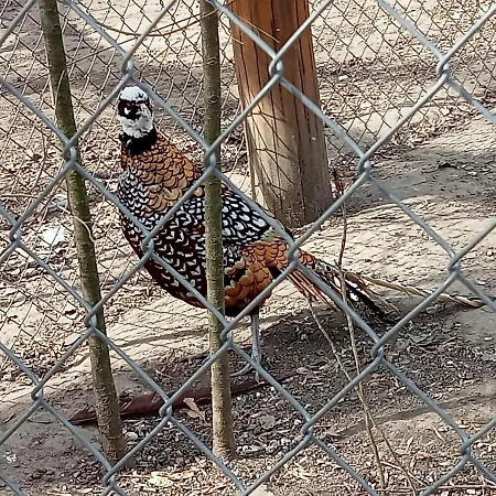 Apartmán Bíbic A Kapolnasnyek