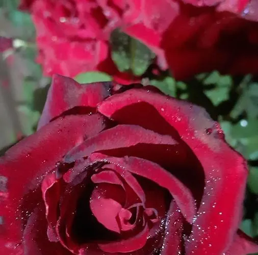 Bibic A Kapolnasnyek