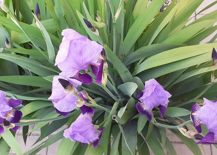 Bibic A Kapolnasnyek